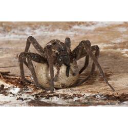 <em>Dolomedes</em>, Water Spider