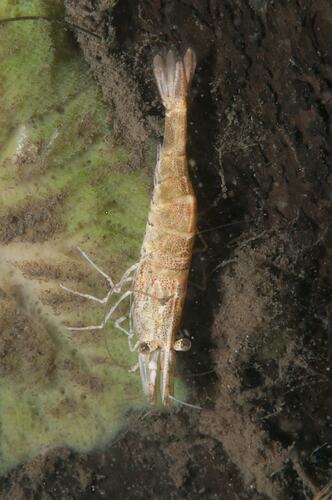 Freshwater shrimp.