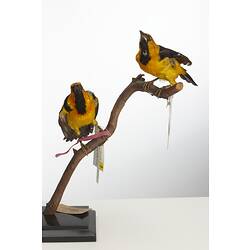 Two yellow and black birds mounted on branch.