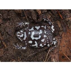 Dark frog on back, belly with white spots visible.