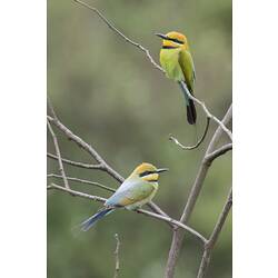 Two Rainbow Bee-eaters sitting on a bare branch.