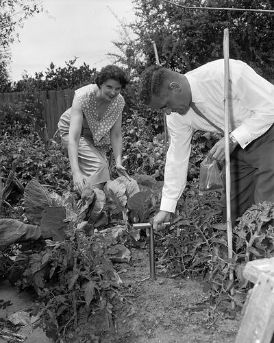Pair in a Vegetable Garden, Victoria, 12 Feb 1960