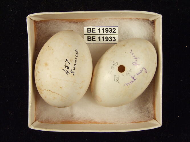Two bird eggs with specimen labels in box