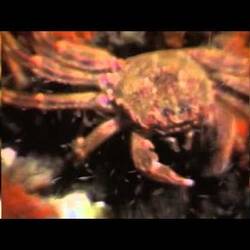 Silent footage of the Red Rock Crab, <em>Guinusia chabrus</em>.