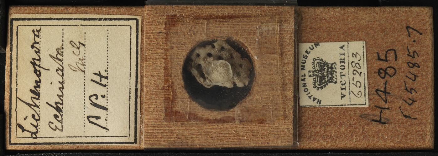 Bryozoan specimen in wooden microslide with handwritten labels.