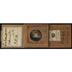 Bryozoan specimen in wooden microslide with handwritten labels.