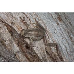 Grey-brown frog on bark.