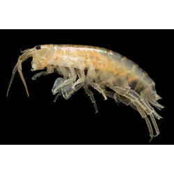 Sidew view of pale amphipod against black background.