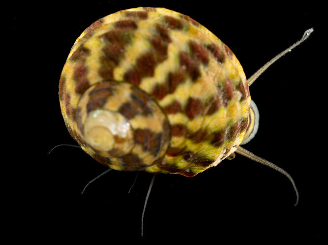Marine snail with stripey yellow and brown shell.