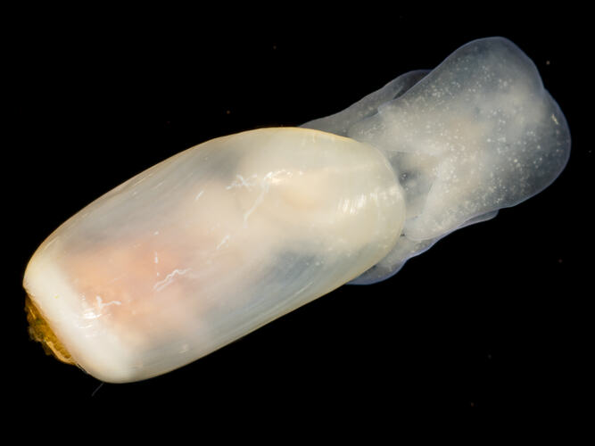 Long cream marine snail against black background.