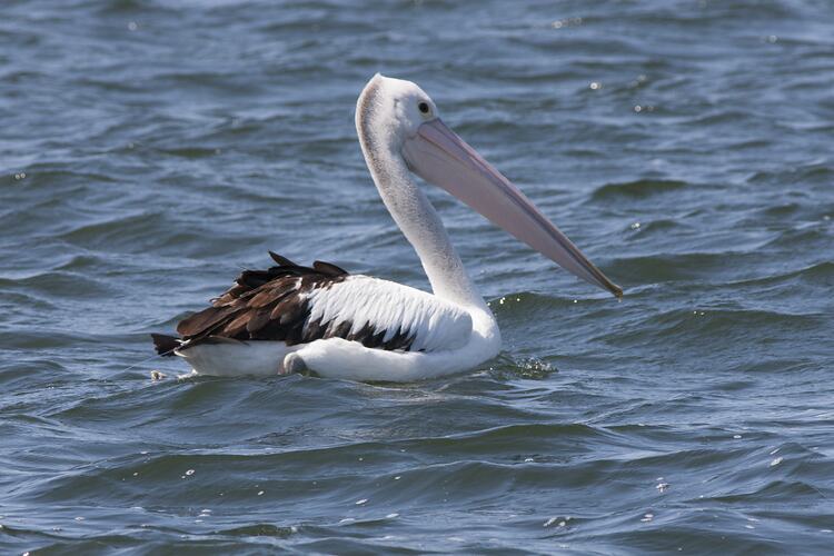 Pelican on water.
