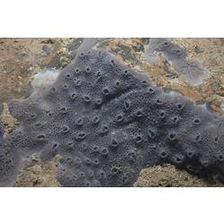 Freshwater sponge on a rock.