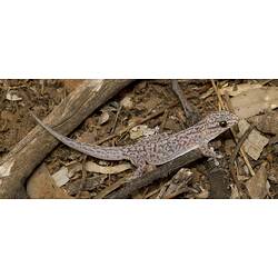 Dorsal view of pale creamy-pink gecko with brown mottling.