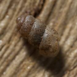 Bronze Pupasnail.