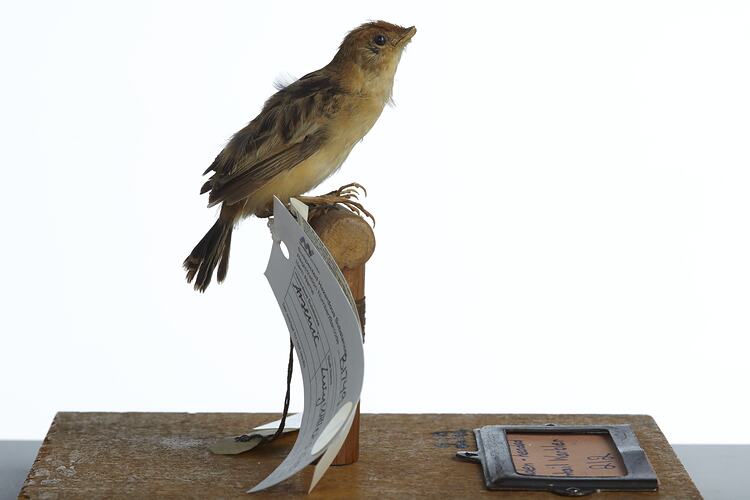 Side view of yellow and brown bird specimen mounted on perch.
