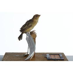 Side view of yellow and brown bird specimen mounted on perch.