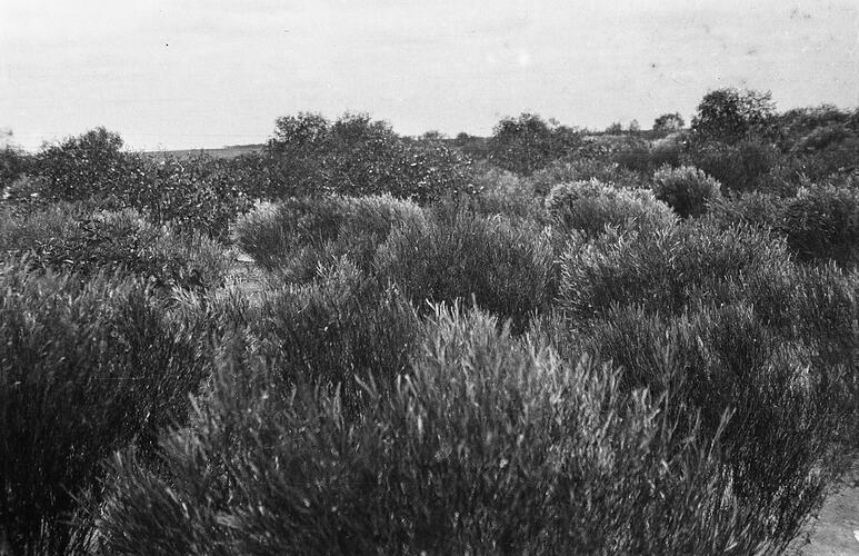 Landscape with shrubs.