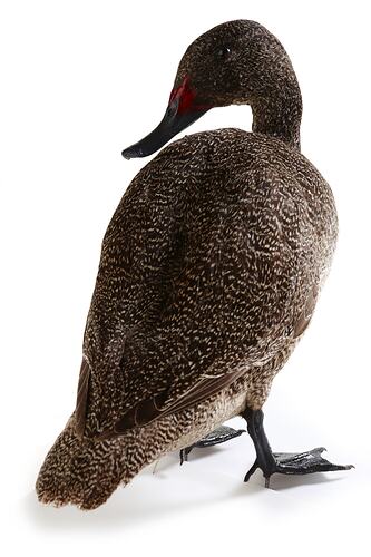 Mount of  duck specimen with mottled brown feathers.