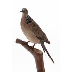 Dove specimen mounted on branch, side view.