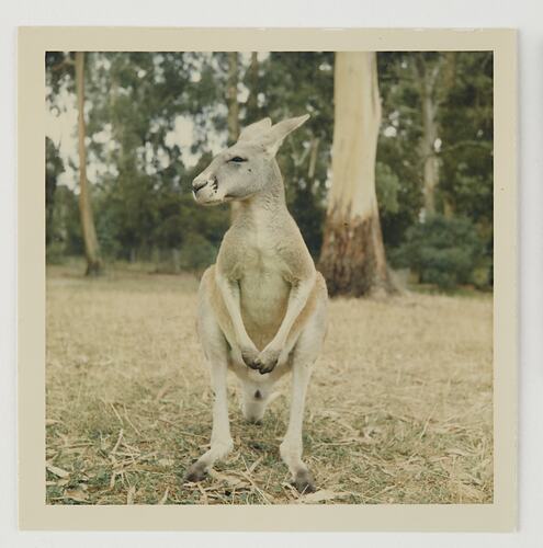 Slide 87, Kangaroo, 'Extra Prints of Coburg Lecture' album, circa 1960s