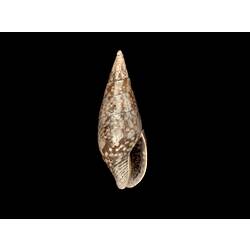 Aperture view of narrow brown and white snail shell.