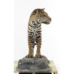 Rear view of mounted Jaguar specimen.