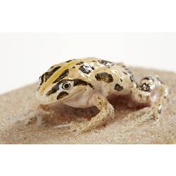 Cast model of a Spotted Marsh Frog on a circular base.