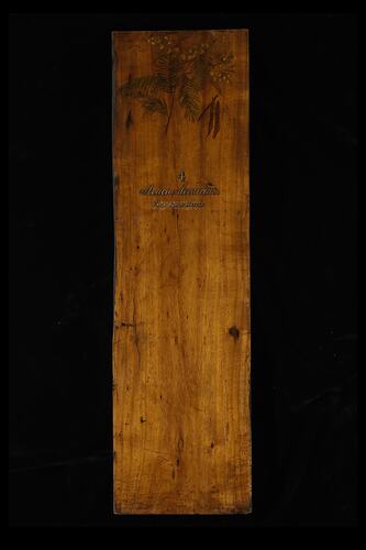 Timber Sample - Early Black Wattle, Acacia decurrens, Victoria, 1885