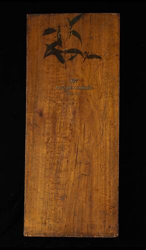 Timber Sample - Manna Gum, Eucalyptus viminalis, Victoria, 1885