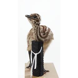 Emu chick specimen mounted with neck resting on vertical branch.