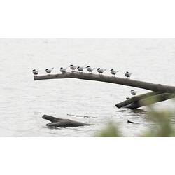 Whiskered Tern.