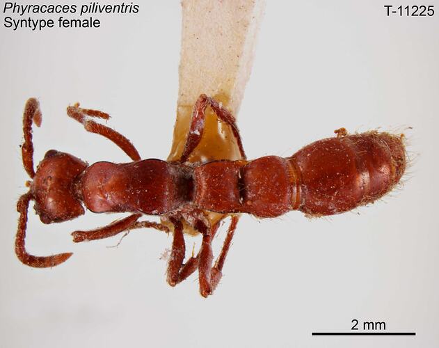 Ant specimen, female, dorsal view.