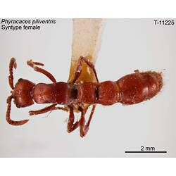 Ant specimen, female, dorsal view.