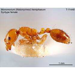 Ant specimen, female, lateral view.