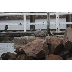 <em>Arctocephalus pusillus</em>, Australian Fur-seal and <em>Phalacrocorax carbo/em>, Great Cormorants. Gippsland Lakes, Victoria.