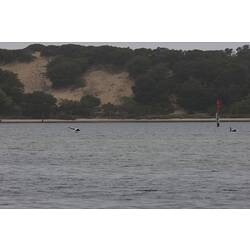 <em>Cygnus atratus</em>, Black Swan. Gippsland Lakes, Victoria.