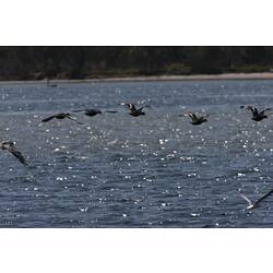 <em>Anas castanea</em>, Chestnut Teal and <em>Chroicocephalus novaehollandiae</em>, Silver Gull. Gippsland Lakes, Victoria.