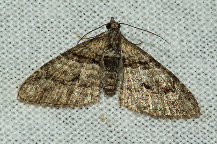 <em>Phrissogonus laticostata</em>, Apple Looper Moth. Murray Explored Bioscan.