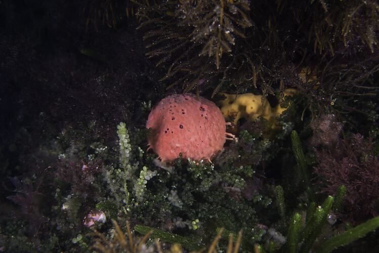 Globe-shaped pink sponge on reef.