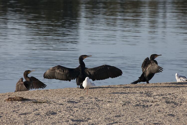 <em>Phalacrocorax carbo</em>, Great Cormorant. Gippsland, Victoria.