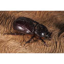 Family Scarabaeidae, scarab beetle. Neds Corner, Victoria.