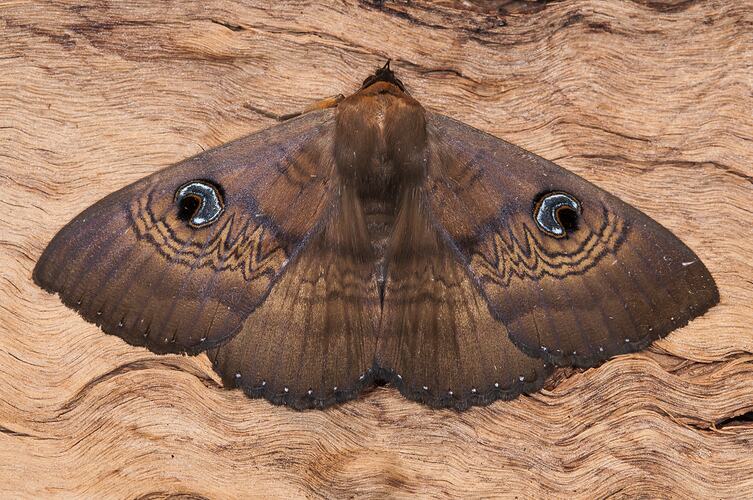 <em>Dasypodia selenophora</em>, Southern Old Lady Moth. Neds Corner, Victoria.
