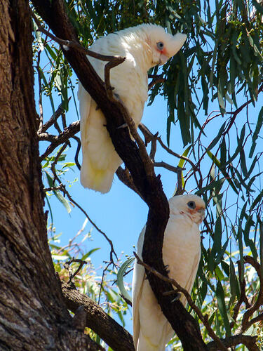 Two white cockatoos with blue eyes in tree.
