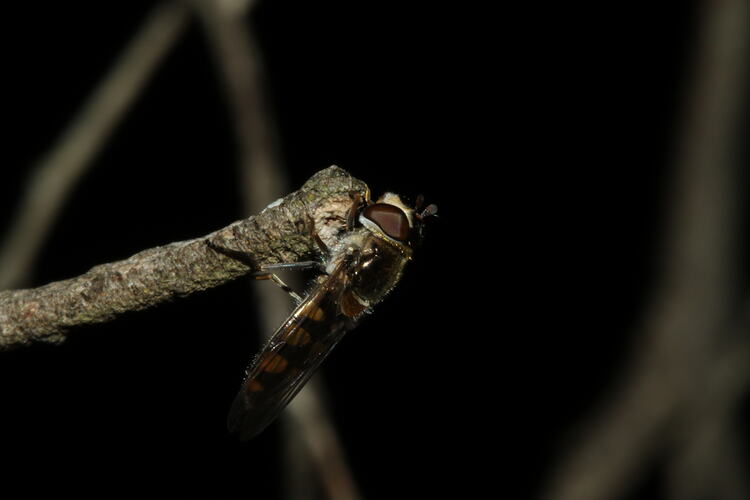 Family Syrphidae hoverfly. Murray Explored Bioscan.