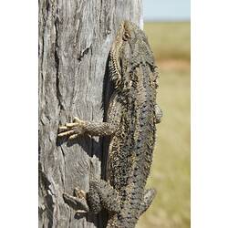 Bearded dragon climbing up a wooden pole.