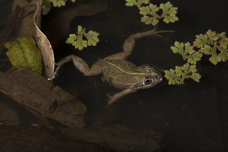 Spotted grass frog.