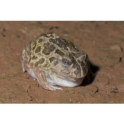 Green and brown mottled toad huddled on brown ground.