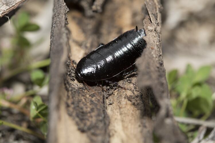 <em>Platyzosteria</em> sp., native cockroach. Murray Explored Bioscan.