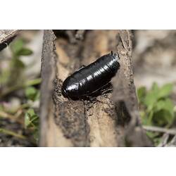 <em>Platyzosteria</em> sp., native cockroach. Murray Explored Bioscan.