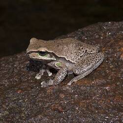 Brown frog on rock.